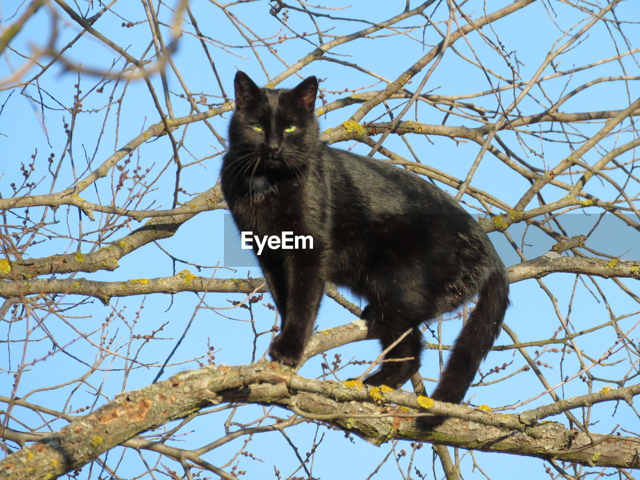 LOW ANGLE VIEW OF A CAT ON BARE TREE