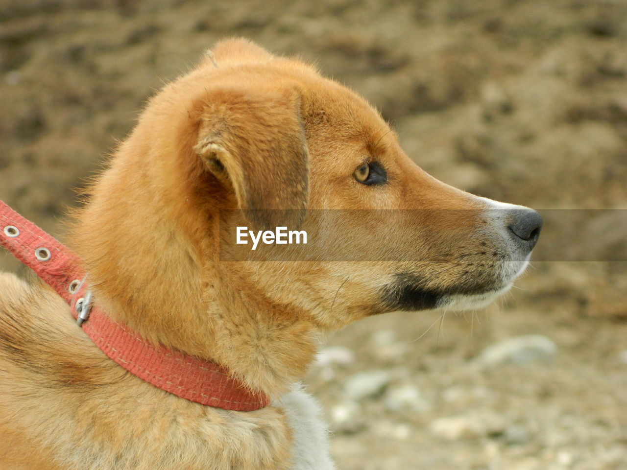 Close-up side view of dog looking away