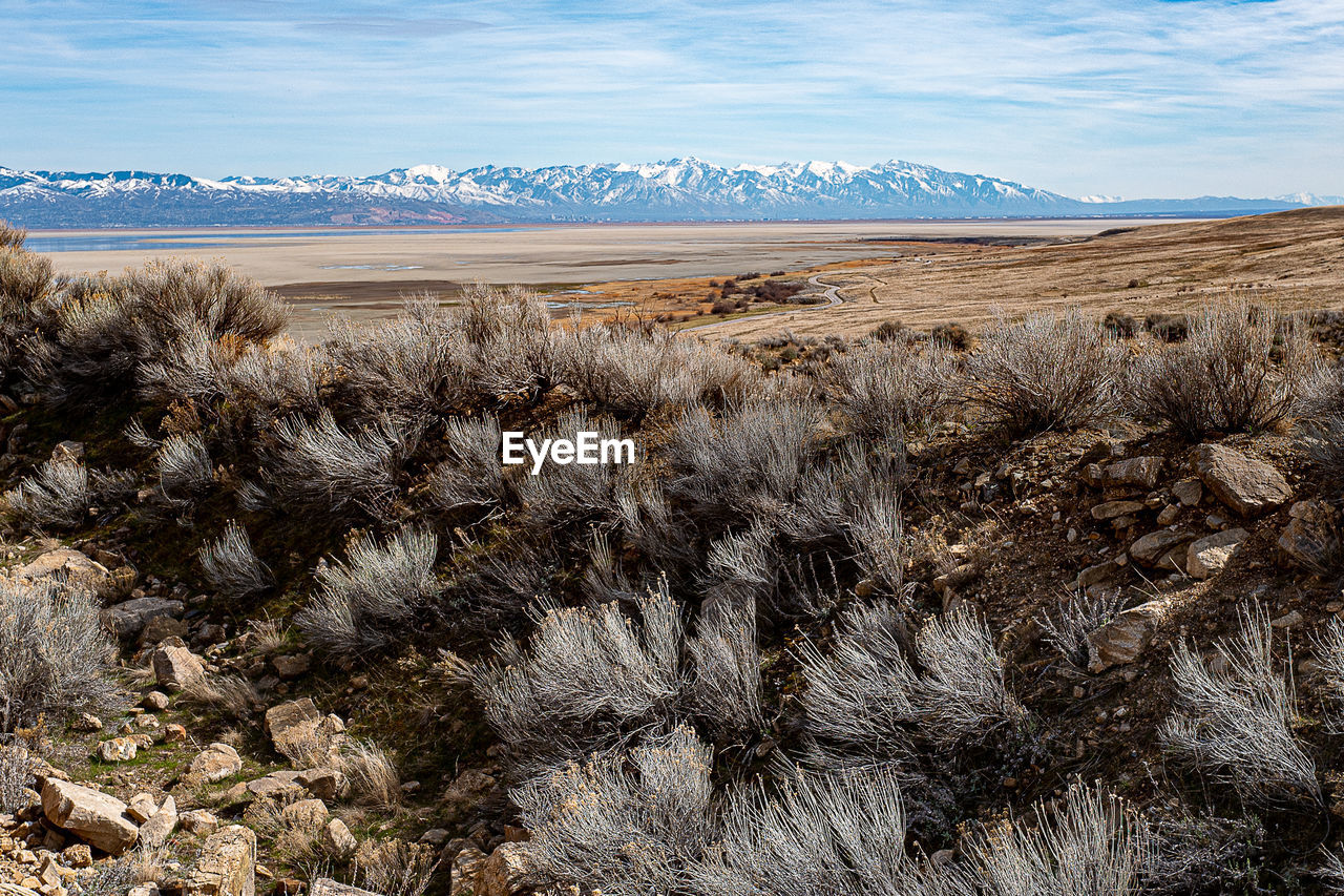 Grasses on ridge salt lake