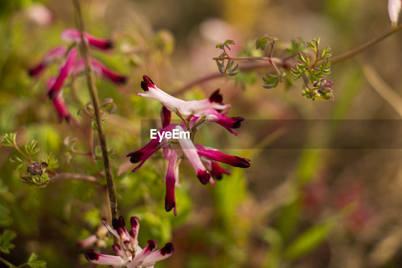 Close-up of pink flowering plant