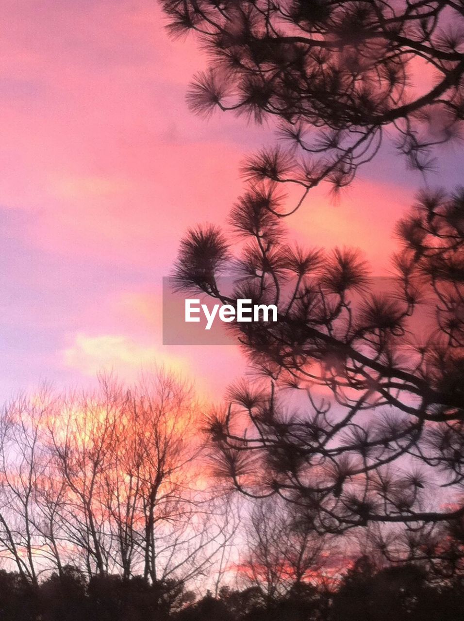 Silhouette of trees against dramatic sky