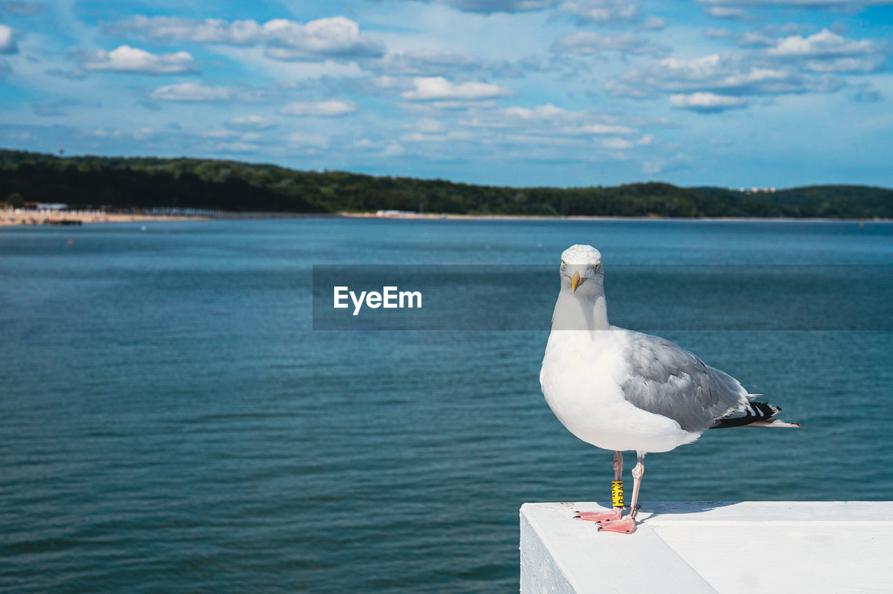 SEAGULL PERCHING ON A BOAT