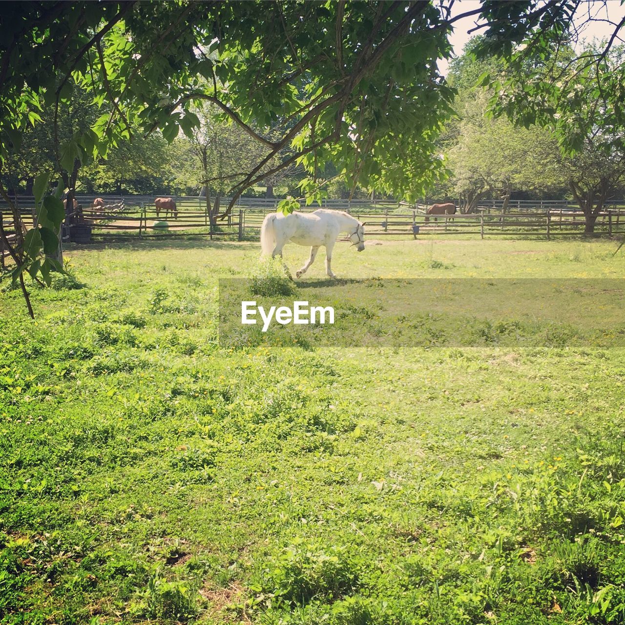 Horses walking on grassy field