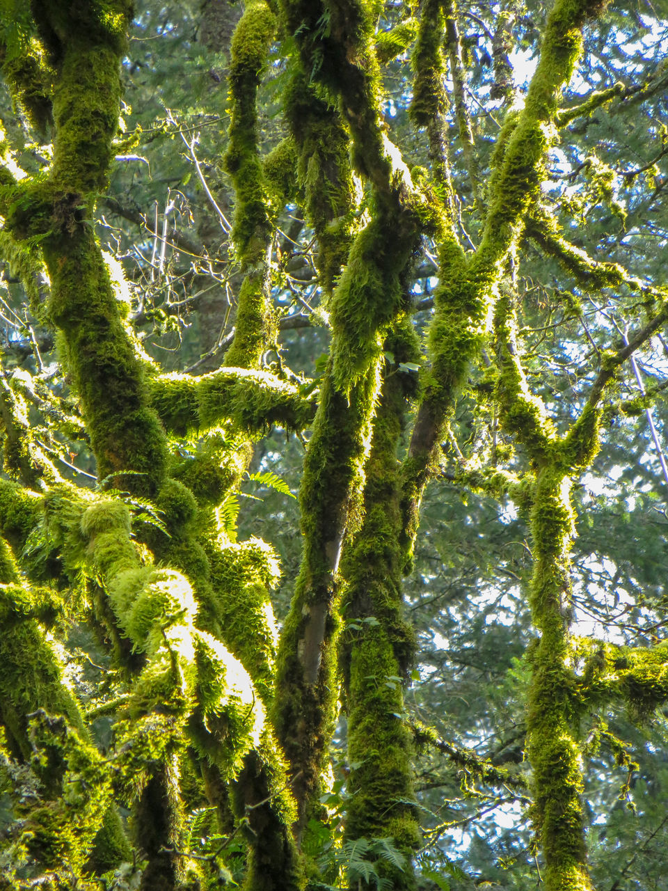 LOW ANGLE VIEW OF TREES