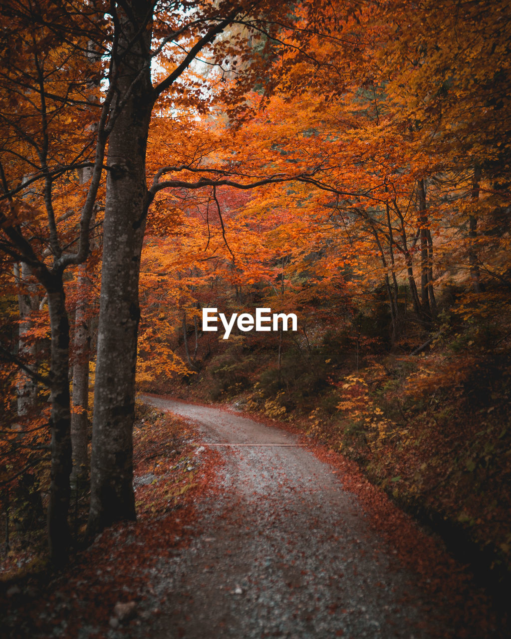 Empty road along trees in forest during autumn