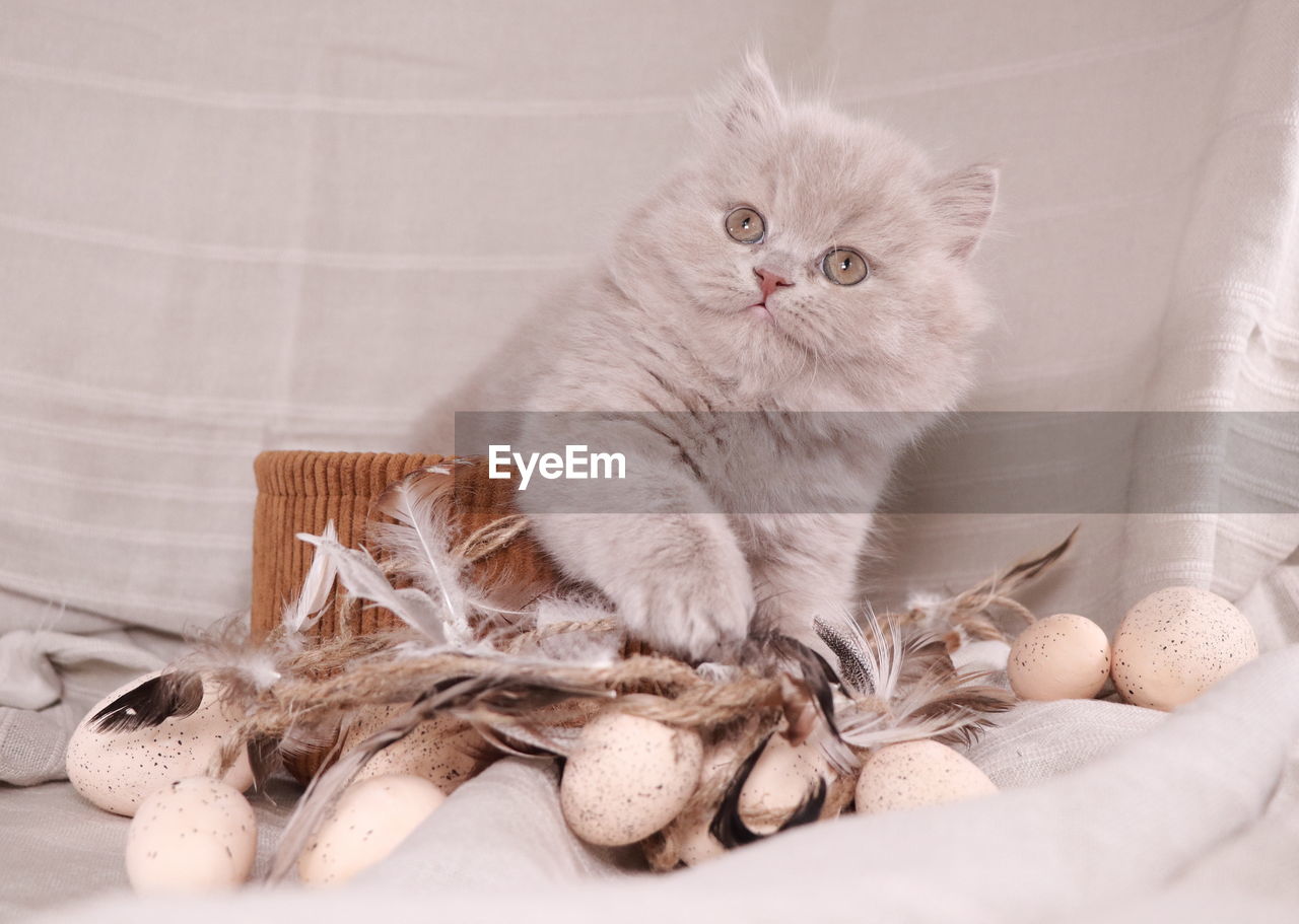 PORTRAIT OF CAT SITTING ON TABLE