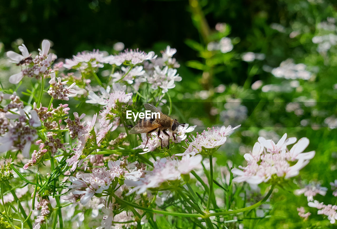 Close-up of bee pollinating on purple flower