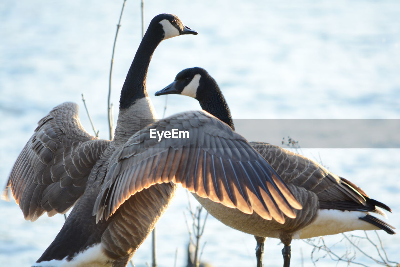 Canada geese against cloudy sky