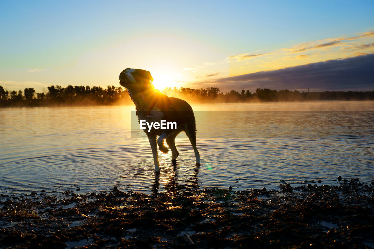 DOG ON A LAKE