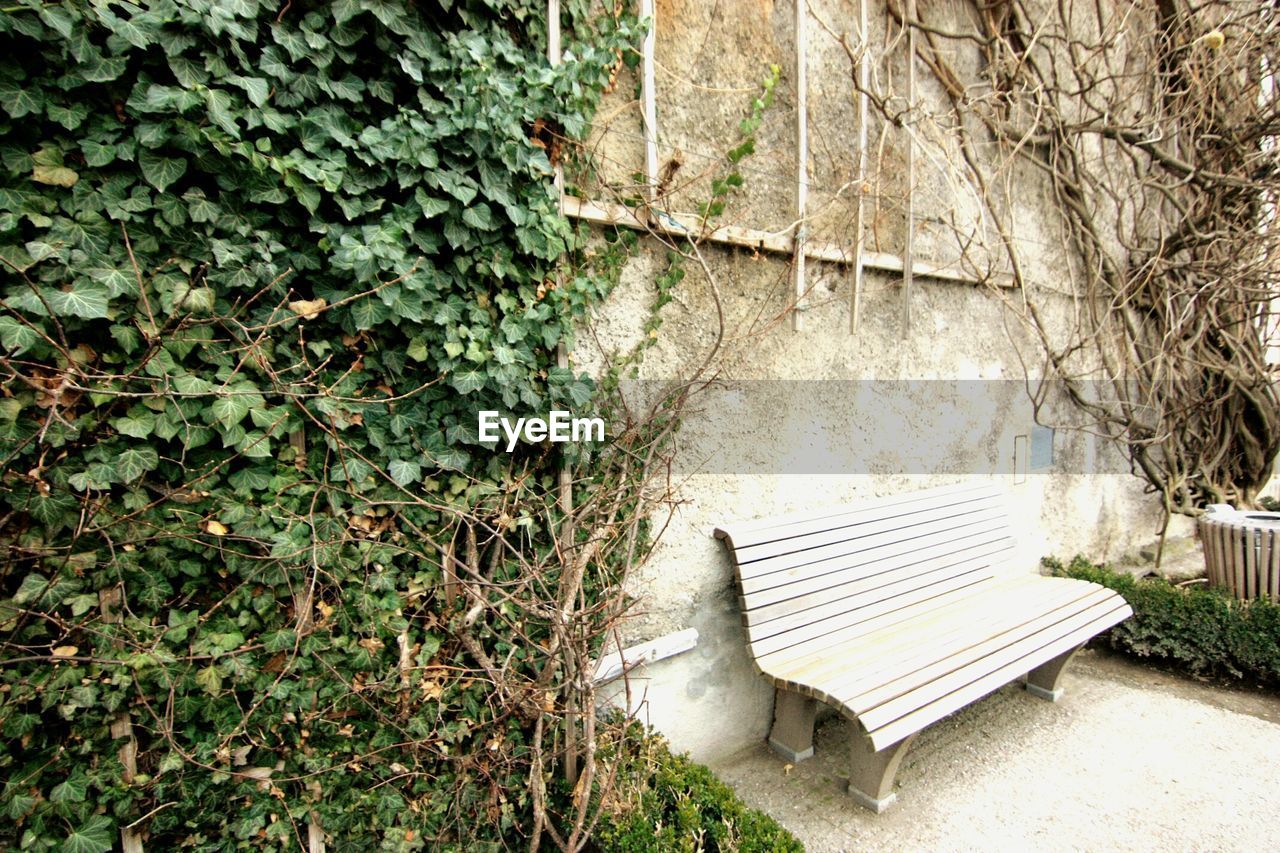 Bench by plants against wall in park