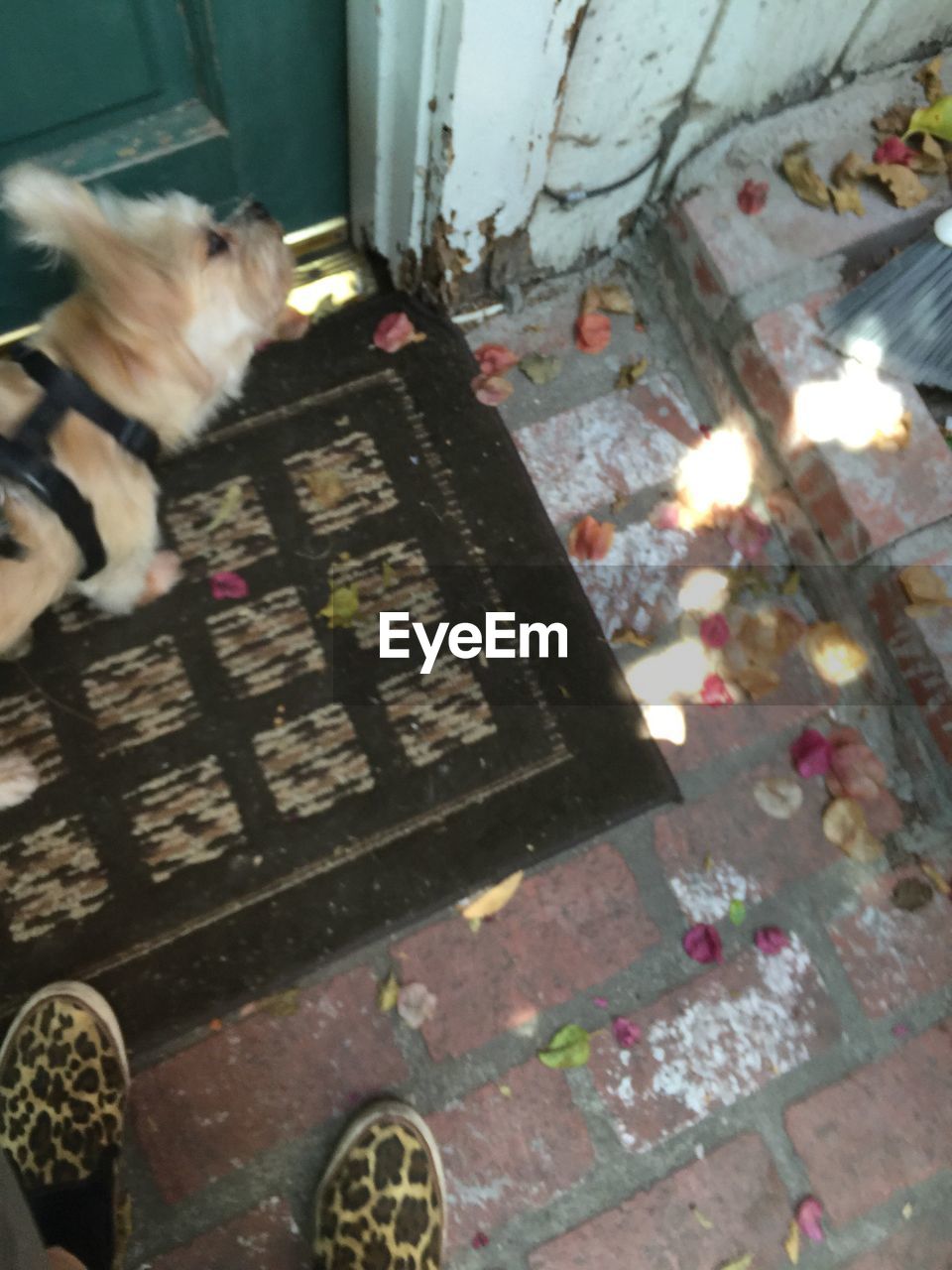 High angle view of dog on doormat