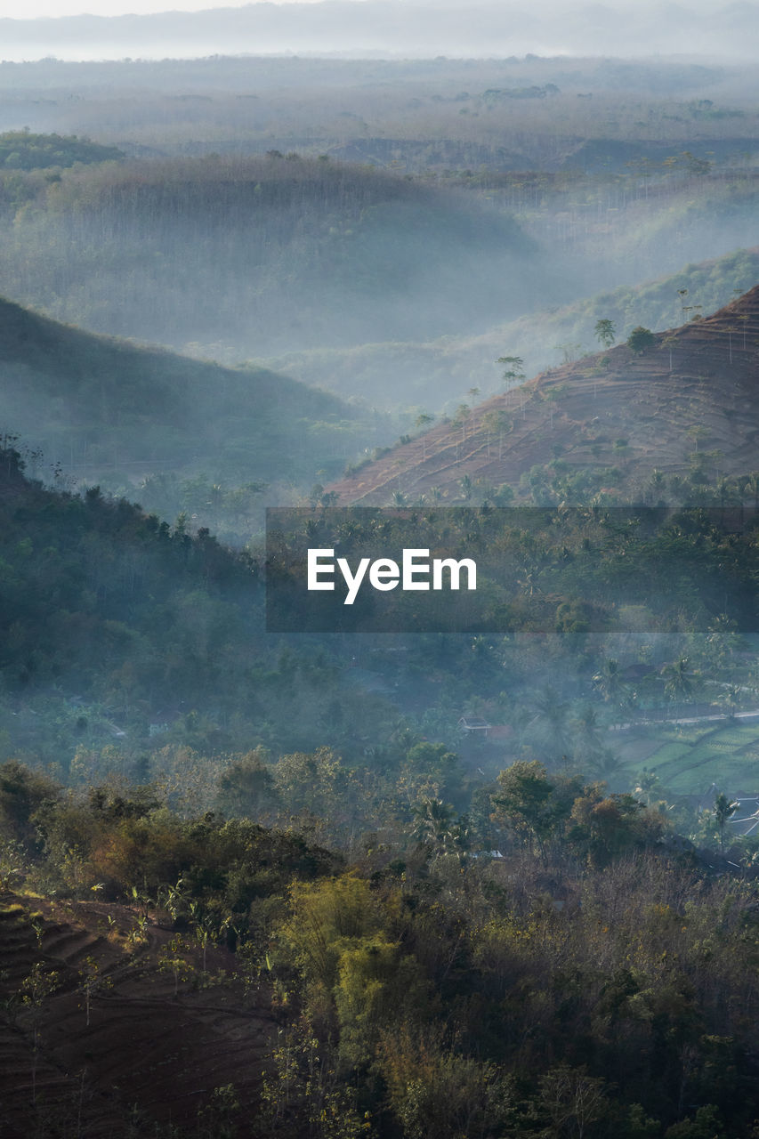 HIGH ANGLE VIEW OF TREES ON LANDSCAPE