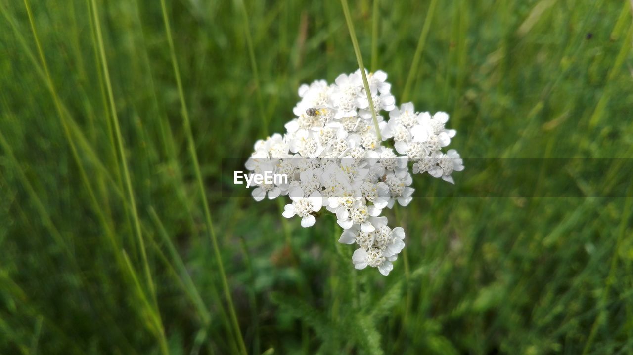 CLOSE-UP OF WHITE FLOWERS