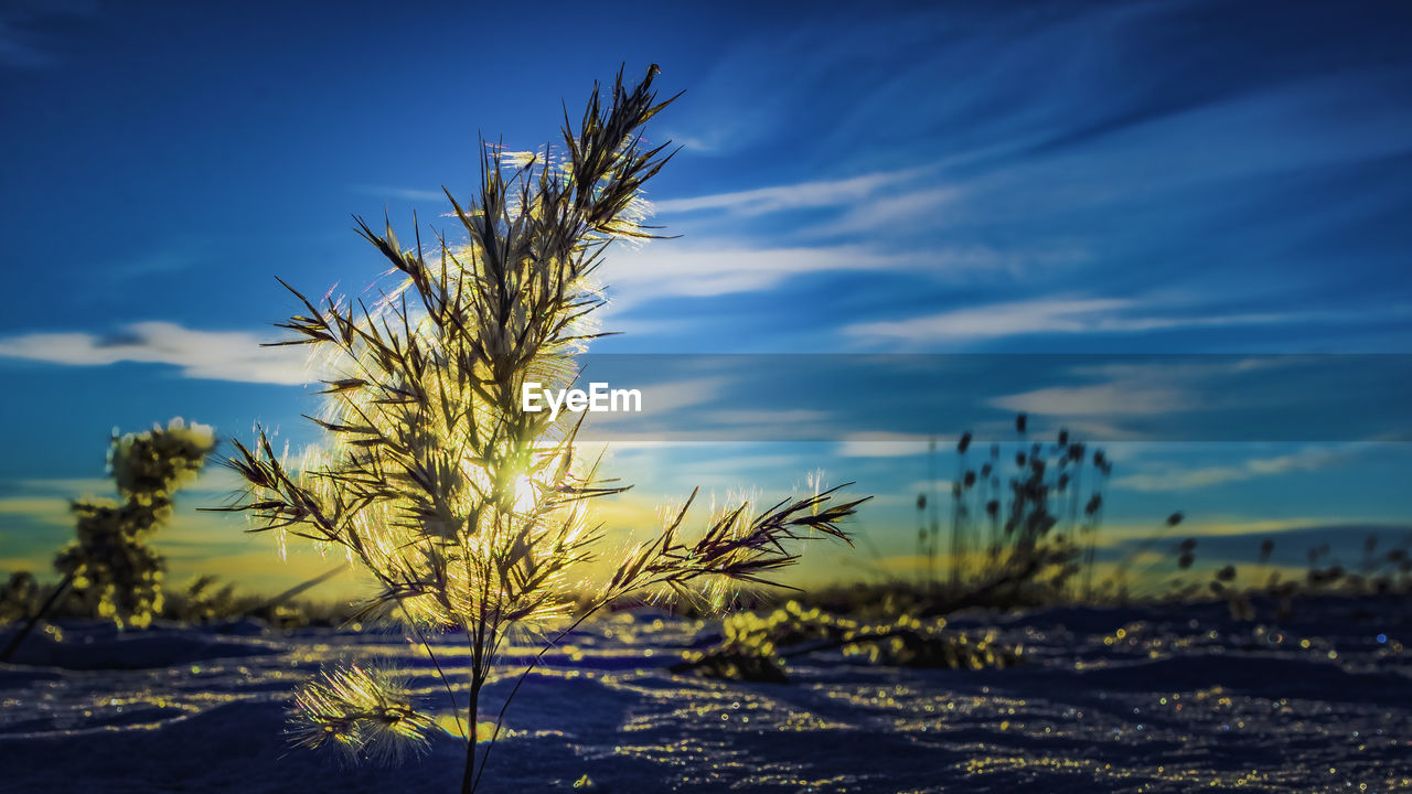 CLOSE-UP OF WHEAT PLANTS AGAINST THE SKY