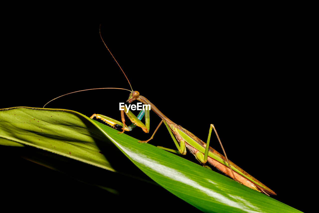 Close-up of praying mantis on leaf in forest
