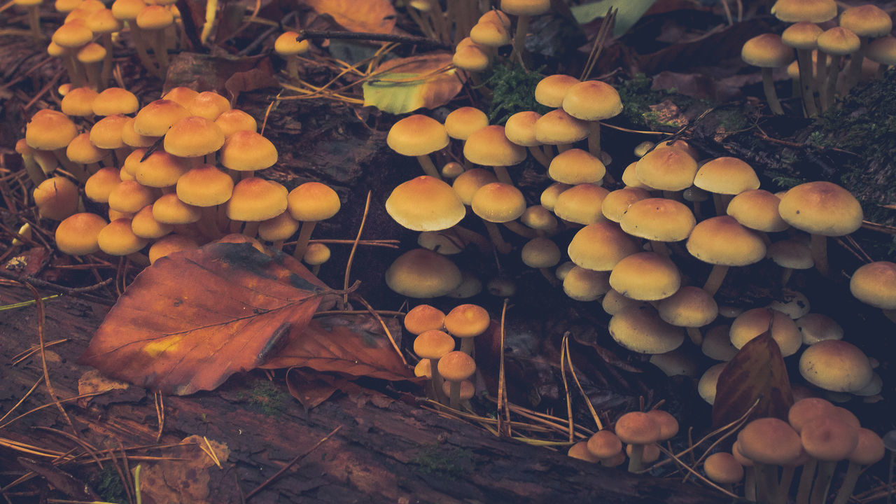 CLOSE-UP OF AUTUMN LEAVES ON LOG