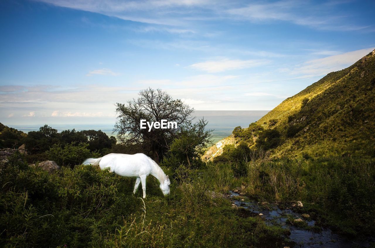 White horse grazing on field