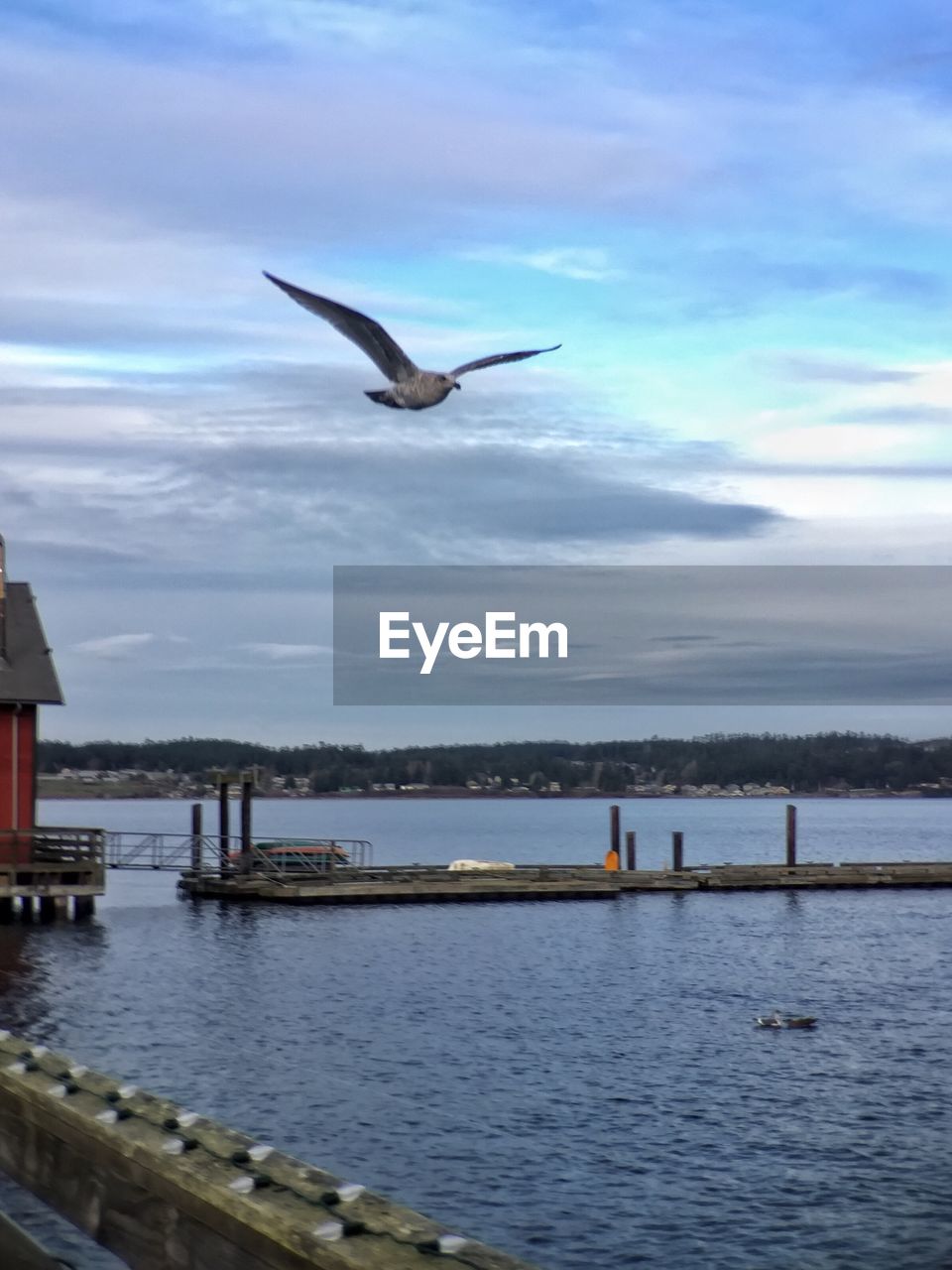 VIEW OF BIRD FLYING OVER SEA AGAINST SKY