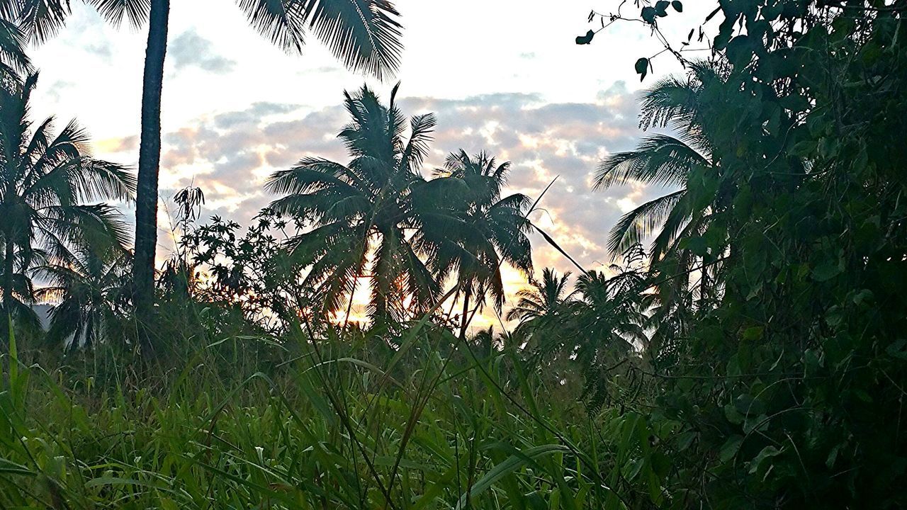 TREES ON FIELD AGAINST CLOUDY SKY