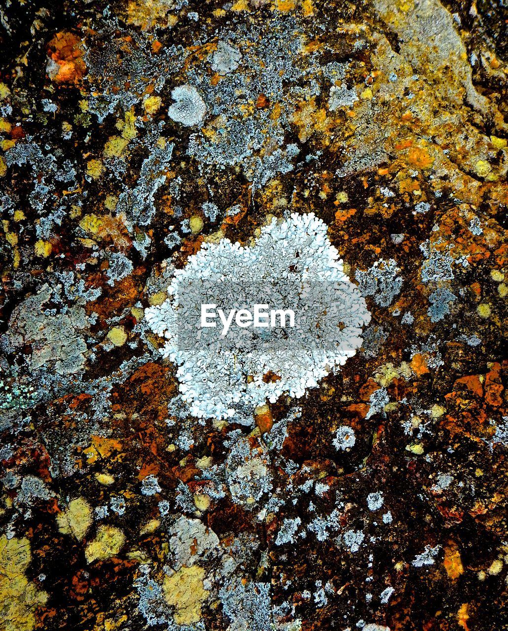 FULL FRAME SHOT OF LICHEN ON WALL
