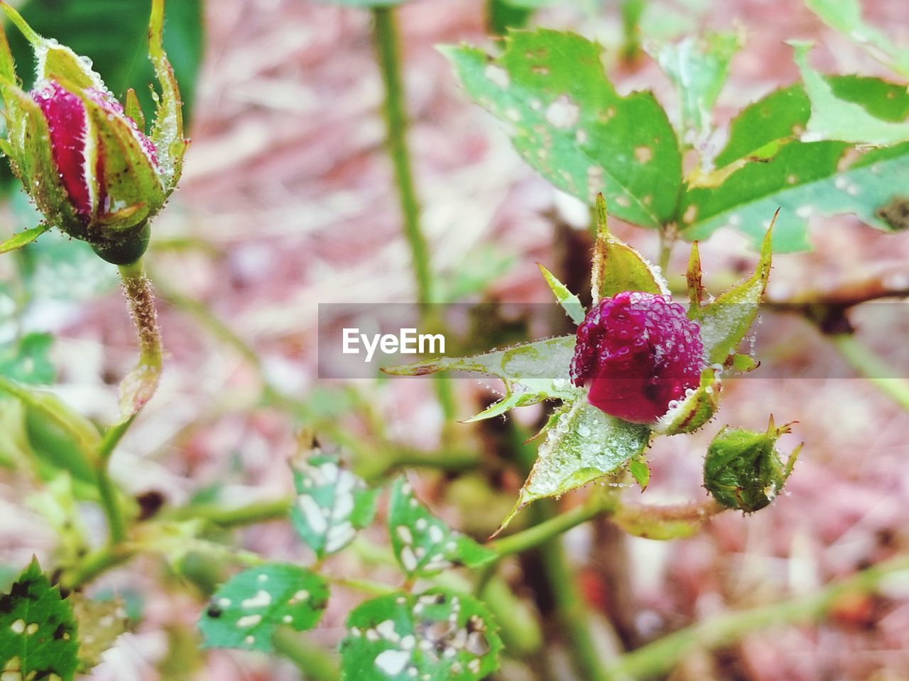 Close-up of pink rose growing on plant