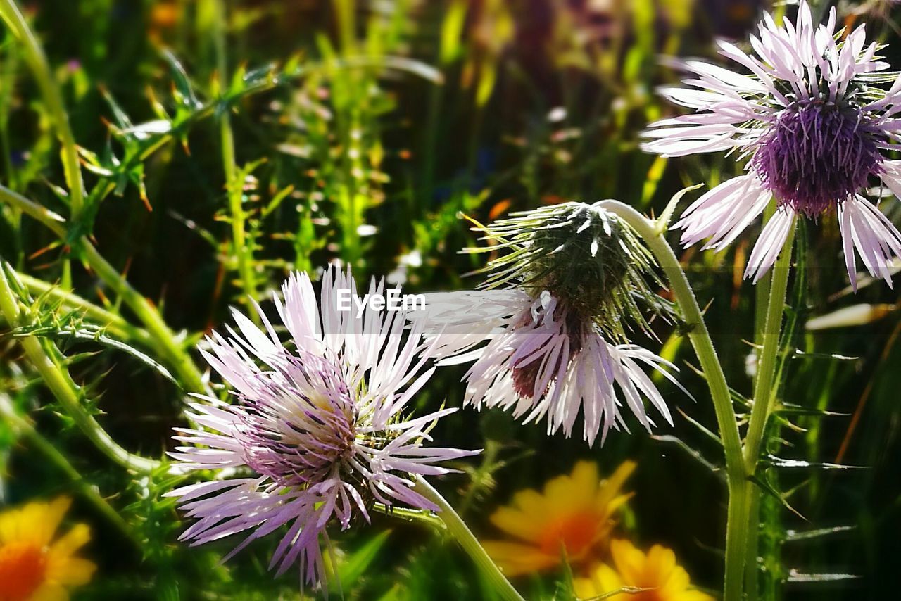 CLOSE-UP OF FLOWERS BLOOMING