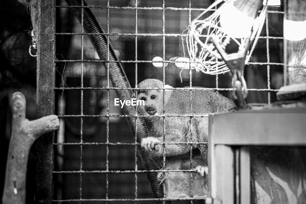 cage, animal, animal themes, black, mammal, black and white, monochrome, metal, no people, animals in captivity, monochrome photography, one animal, white, day, monkey, trapped, primate, animal shelter, animal wildlife, pet, domestic animals, outdoors