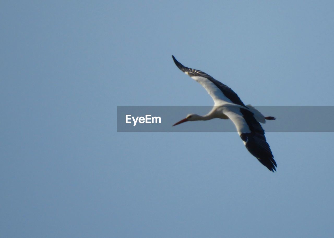 LOW ANGLE VIEW OF BIRD FLYING IN SKY