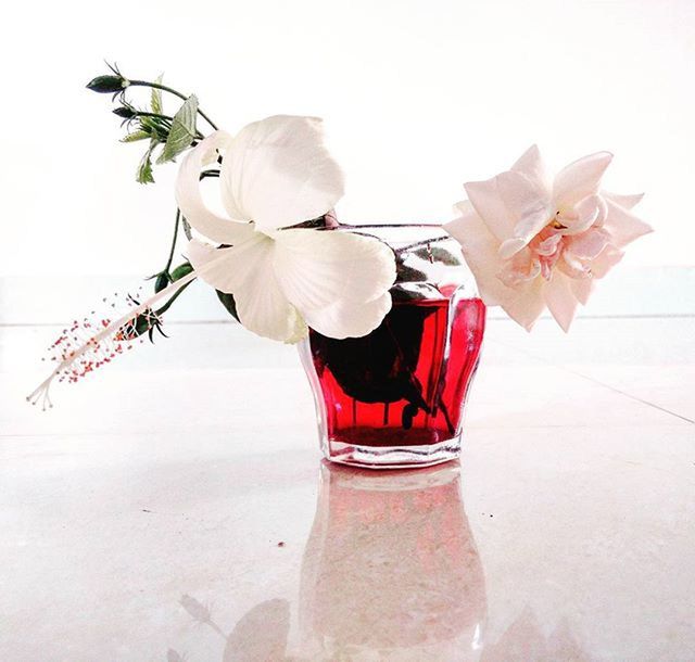 CLOSE-UP OF RED FLOWERS IN VASE