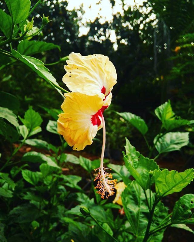 CLOSE-UP OF YELLOW FLOWERS BLOOMING