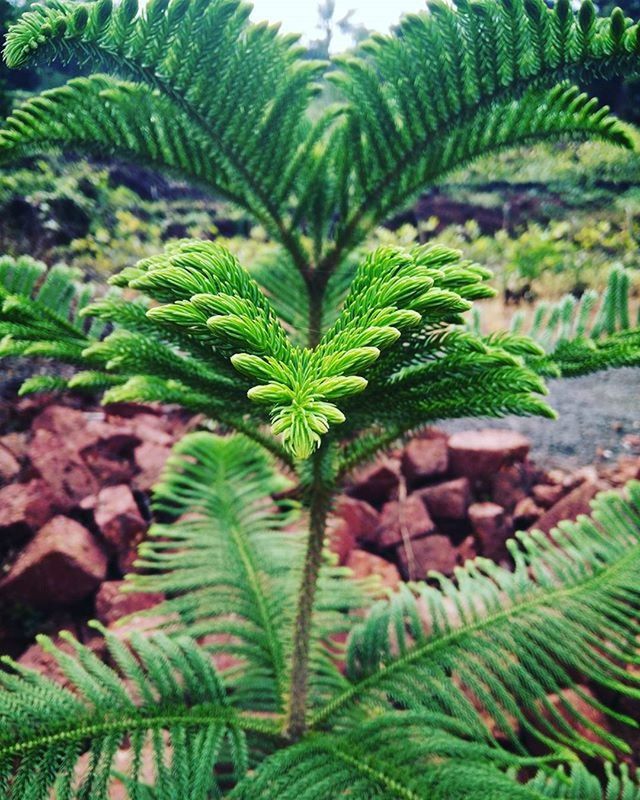 CLOSE-UP OF LEAVES GROWING ON TREE