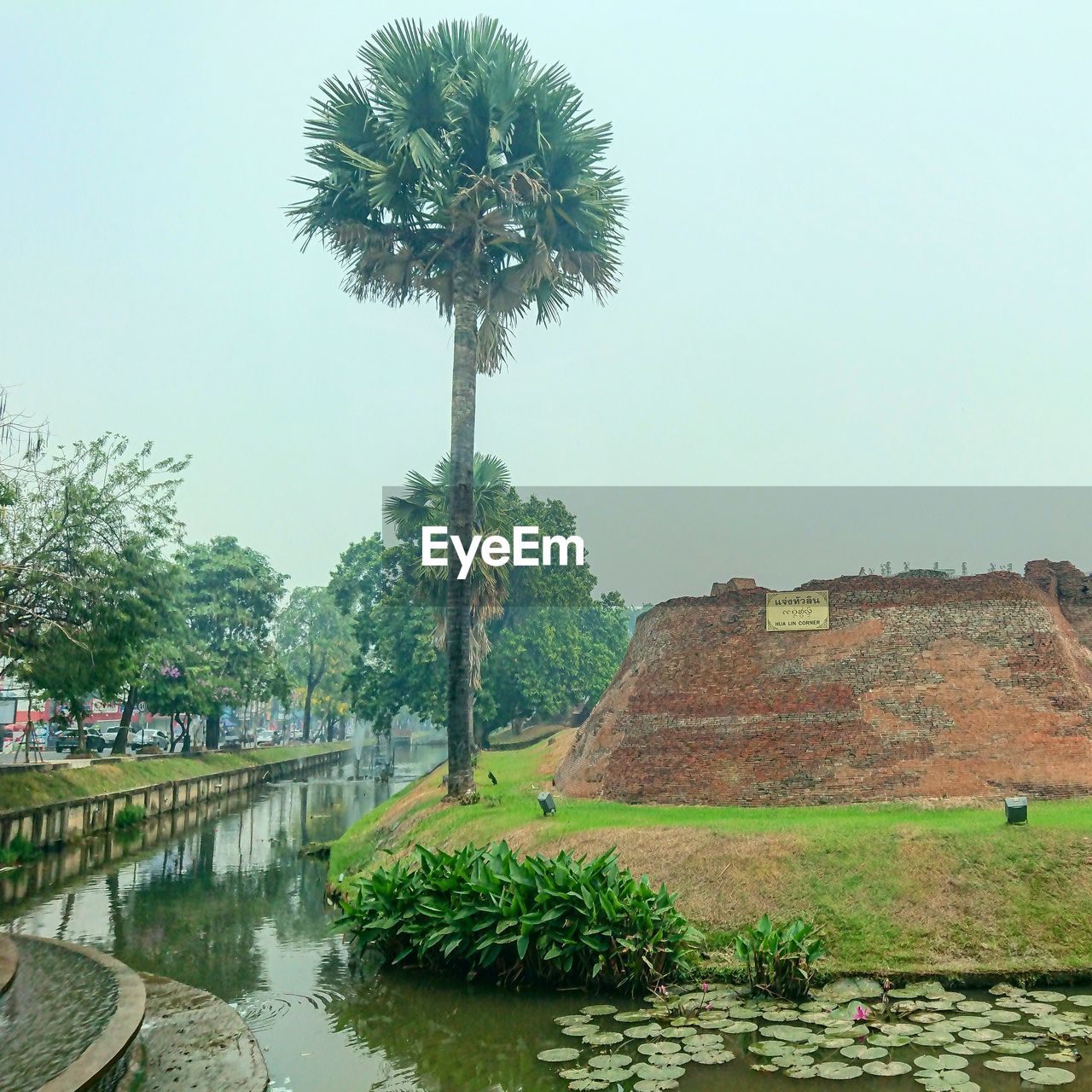 SCENIC VIEW OF PALM TREES AT RIVERBANK