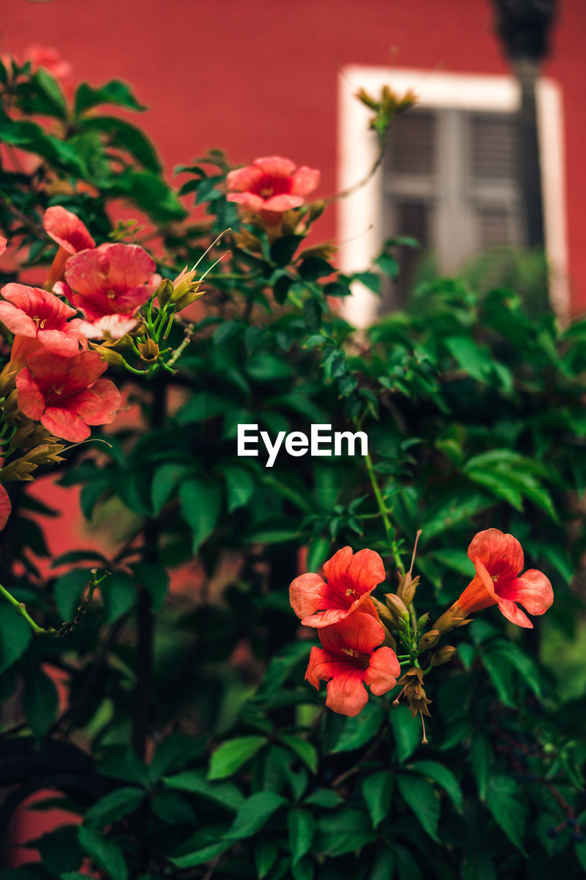 Close-up of red flowers blooming outdoors