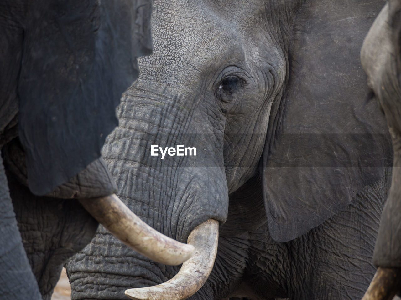 Close-up portrait of african elephant, botswana, africa