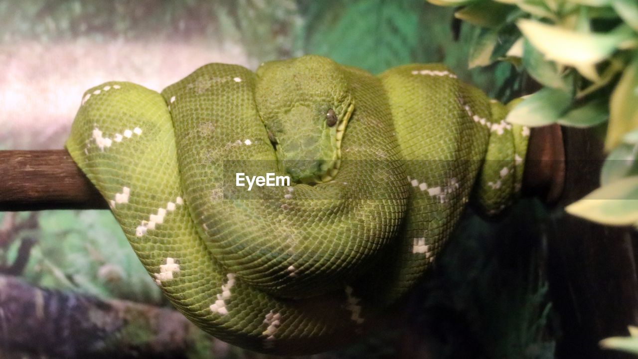 animal themes, animal, snake, animal wildlife, one animal, reptile, green, wildlife, tree, nature, close-up, no people, plant, animal body part, branch, macro photography, forest, outdoors, curled up, day, rainforest, boa, chameleon, focus on foreground