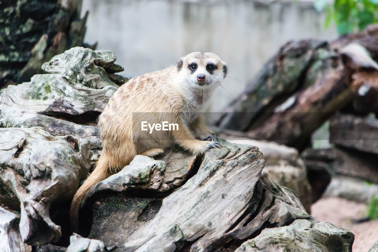 VIEW OF A SHEEP ON ROCK
