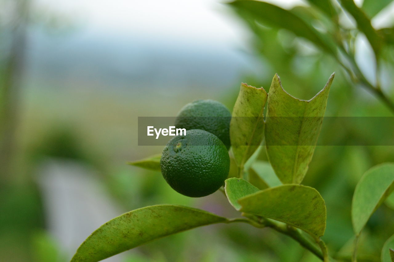 Close-up lime on the tree