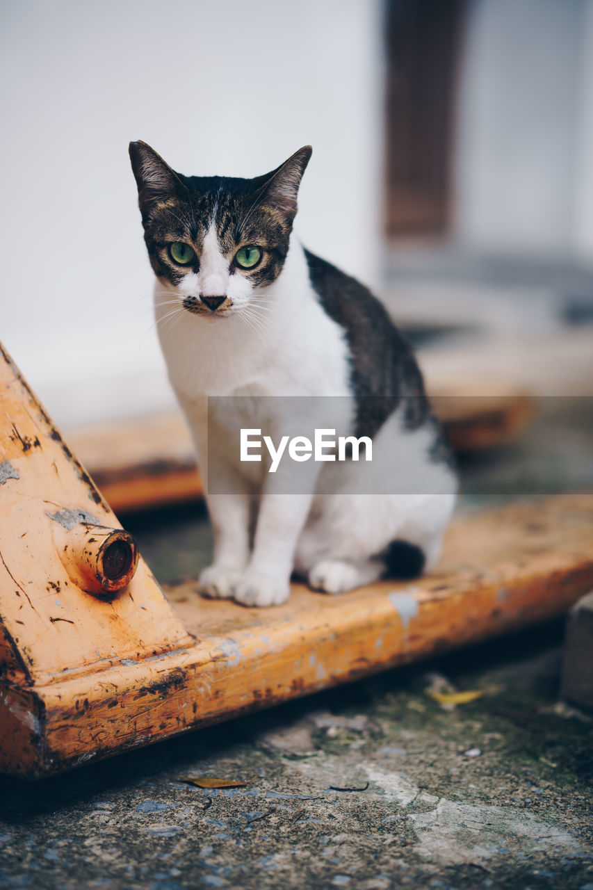 Portrait of cat sitting on wood