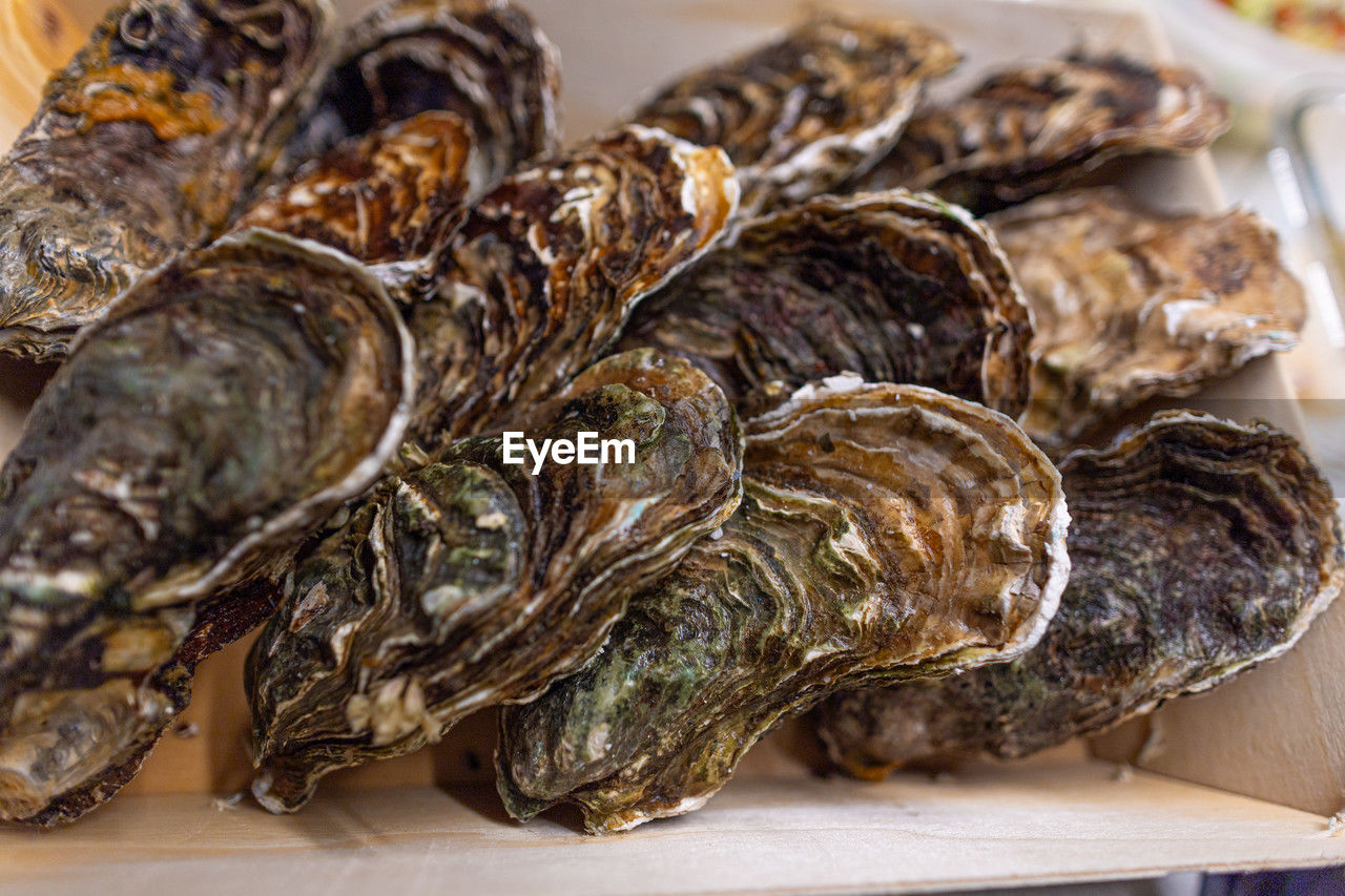 food, food and drink, seafood, freshness, animal, healthy eating, wellbeing, mussel, no people, close-up, shellfish, indoors, oyster, fish, dish, focus on foreground, raw food, table, plate, abundance