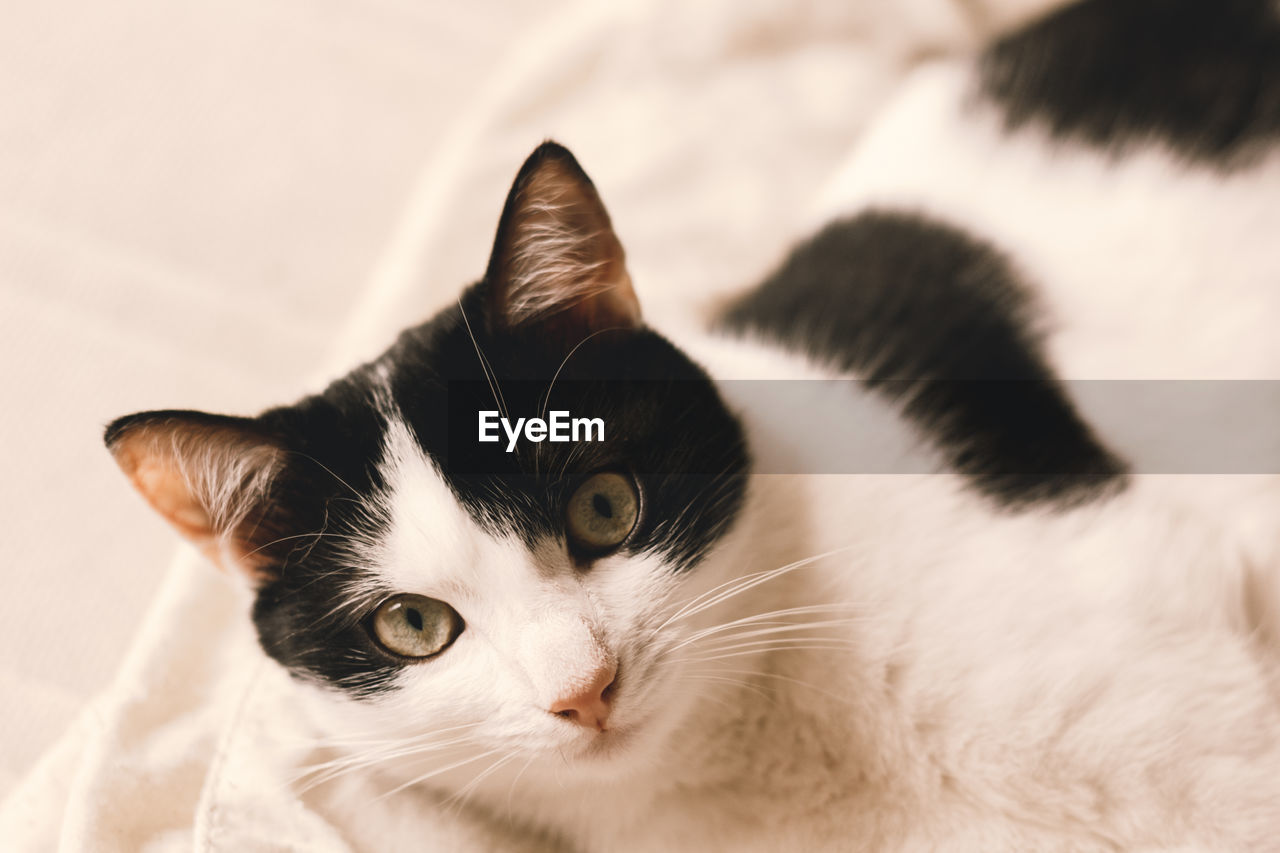 CLOSE-UP PORTRAIT OF CAT WITH EYES