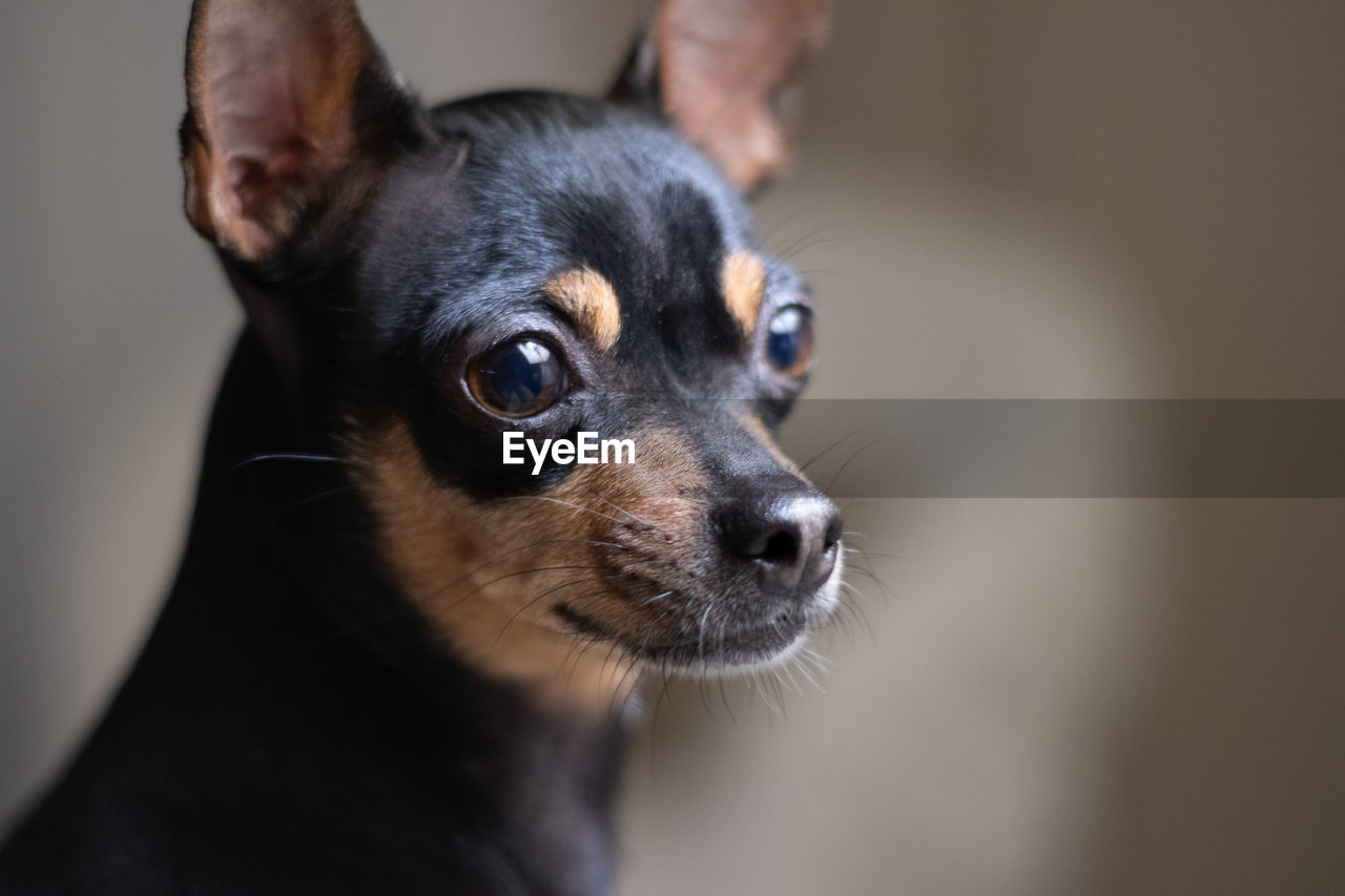 Close-up of a dog looking away