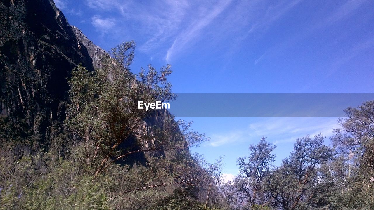 LOW ANGLE VIEW OF TREES AGAINST MOUNTAIN