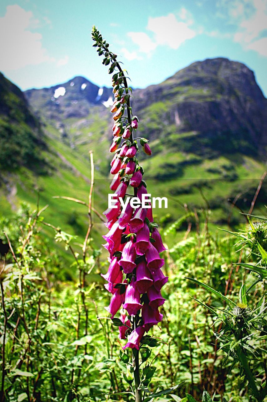 Close-up of pink foxgloves blooming on field against glen coe