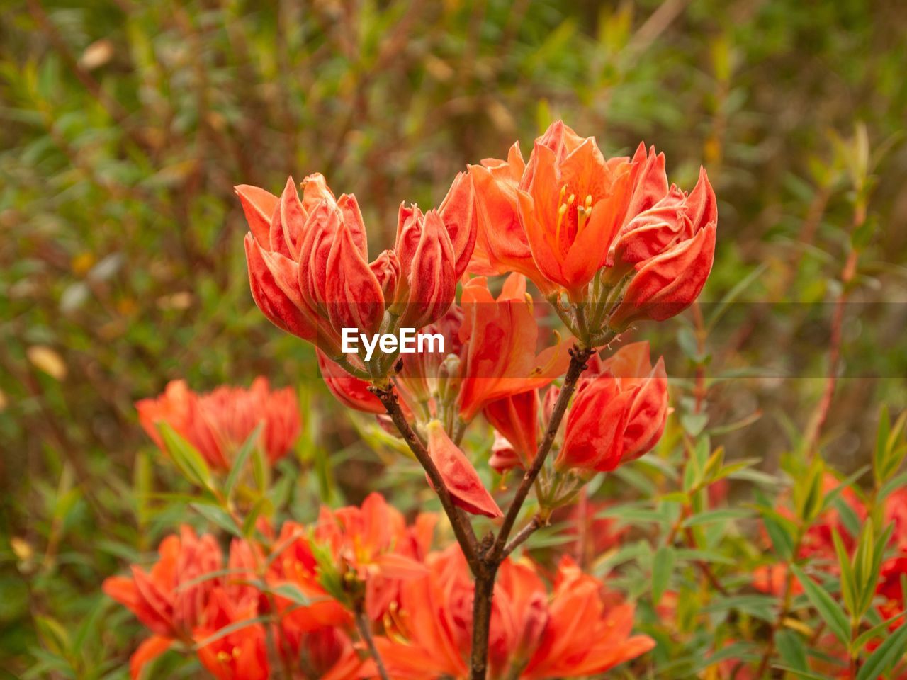 Close-up of red flowering plant