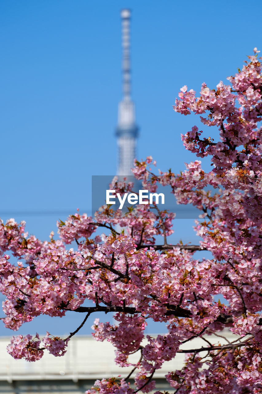 Low angle view of cherry blossoms against sky