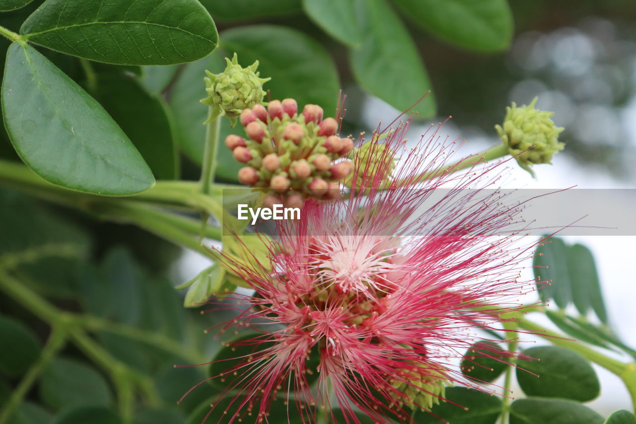 Close-up of flowering plant