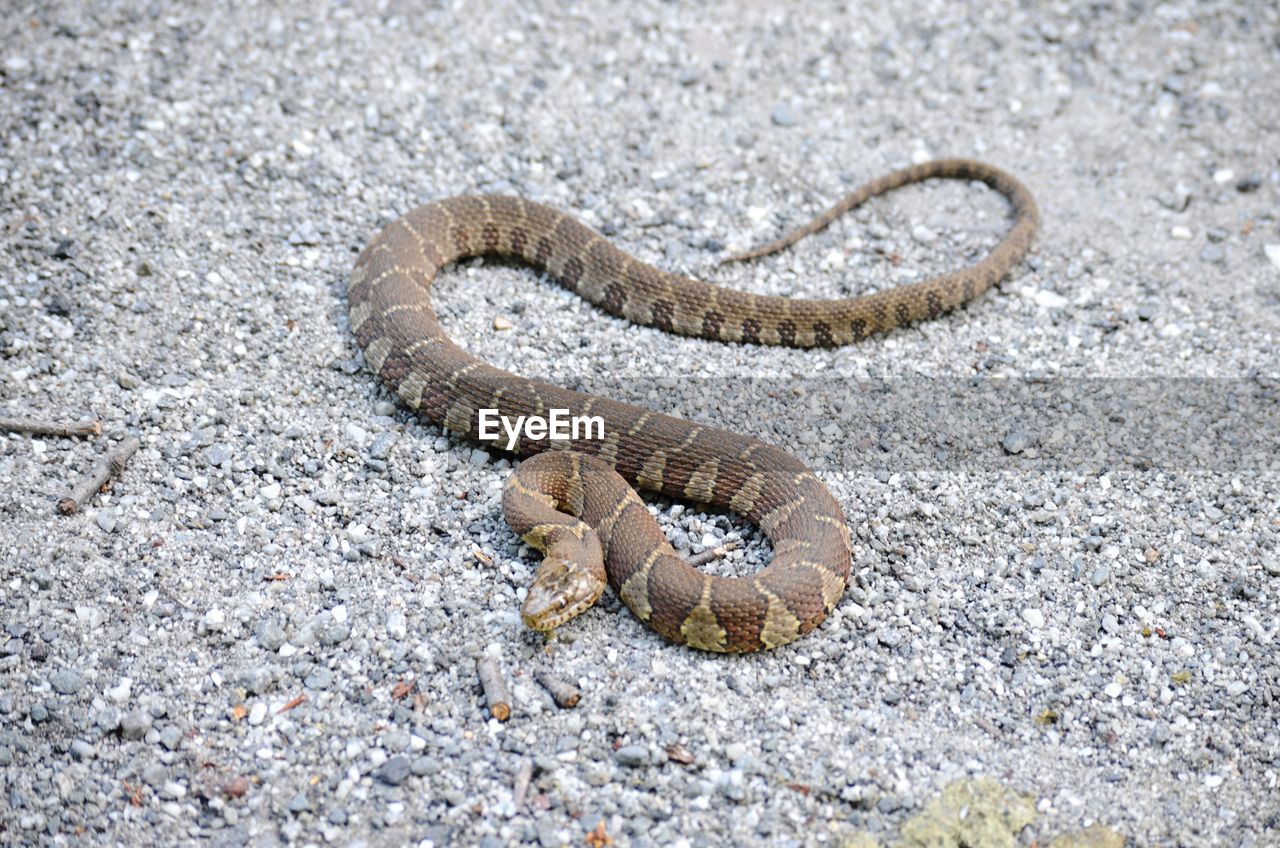 Northern watersnake 