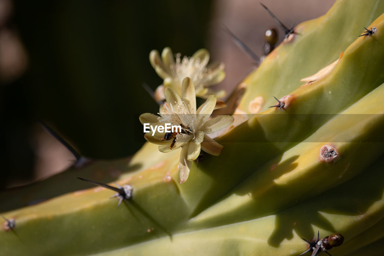 CLOSE UP OF INSECT ON FLOWER