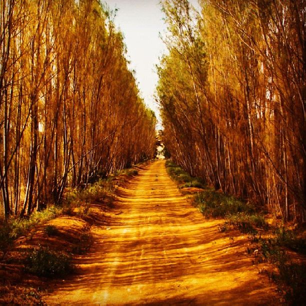 VIEW OF TREES IN FOREST