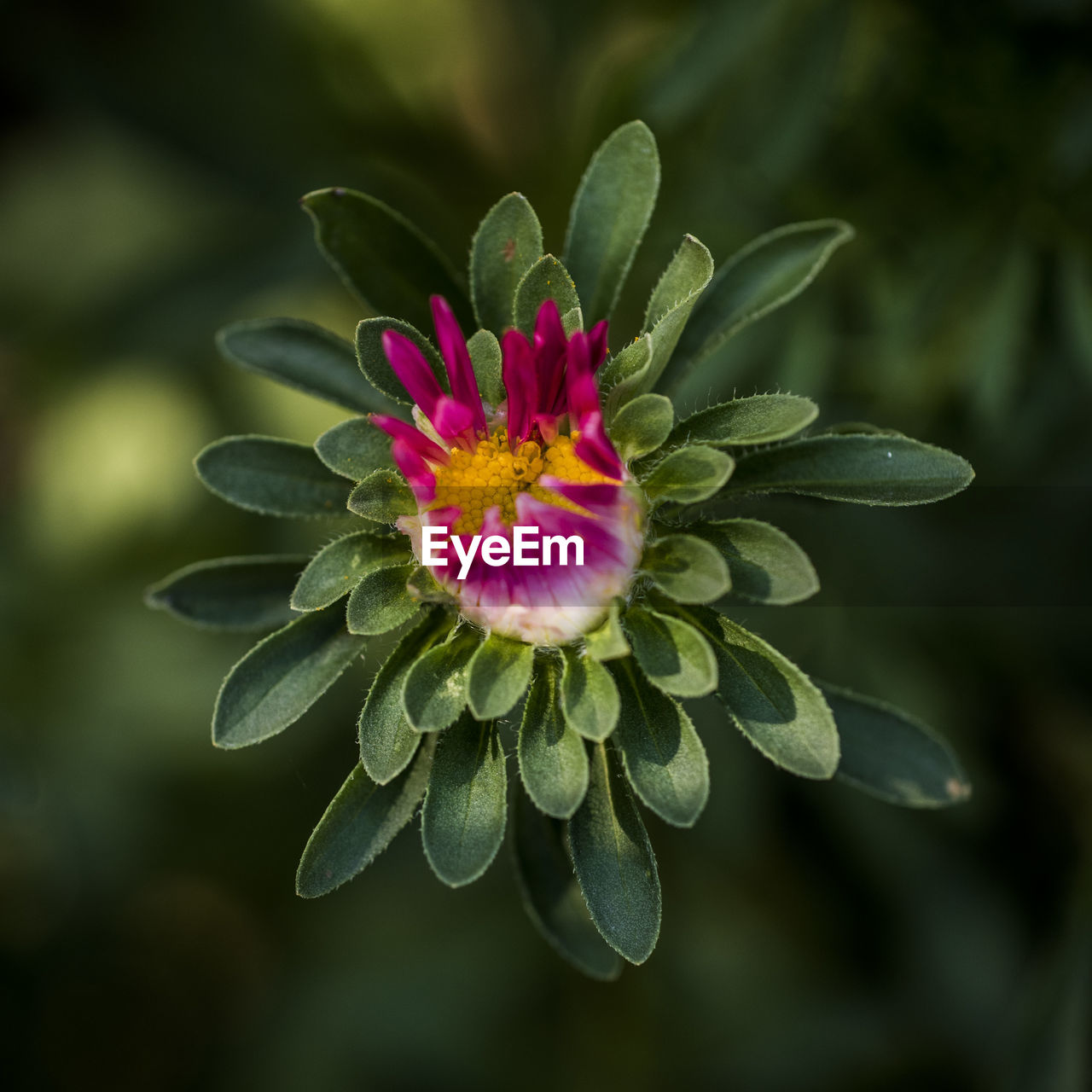 Close-up of pink flower